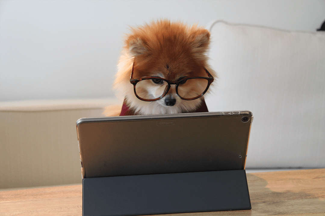 Puppy wearing glasses using tablet.