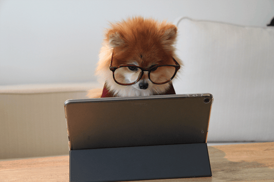 Puppy wearing glasses using tablet.